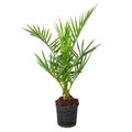 Palmera de Canarias – Planta de exterior