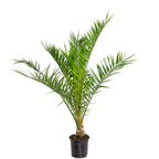 Palmier Des Canaries – Plante D'Extérieur
