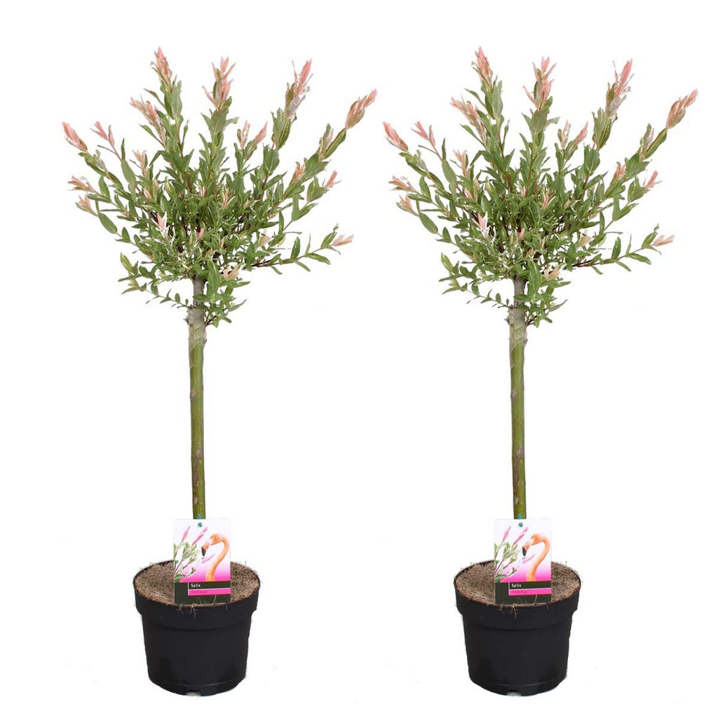 Lot De 2 Salix Flamingo – Plante D'Extérieur