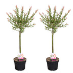 Lot De 2 Salix Flamingo – Plante D'Extérieur