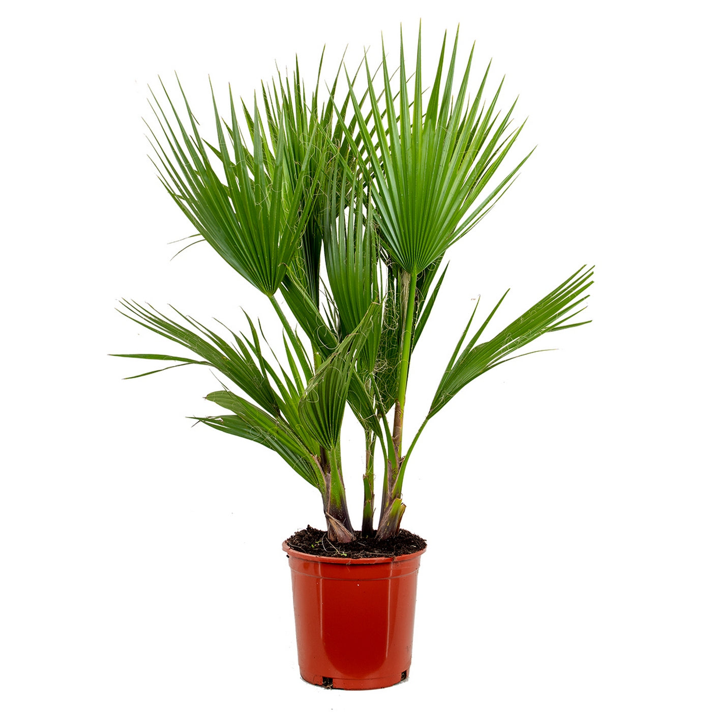 Washingtonia Palm – Outdoor Plant