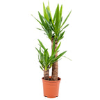 Yucca Elephantipes – Plante D'Intérieur
