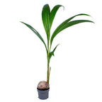Cocos Nucifera – Indoor Plant