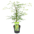 Érable Du Japon Emerald Lace – Plante D'Extérieur