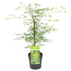 Érable Du Japon Emerald Lace – Plante D'Extérieur