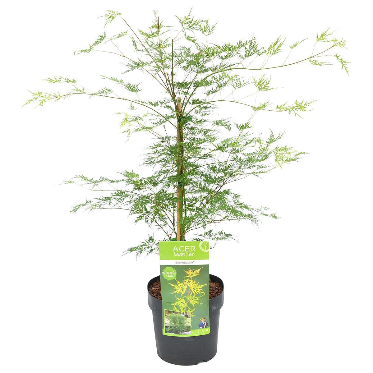 Érable Du Japon Emerald Lace – Plante D'Extérieur
