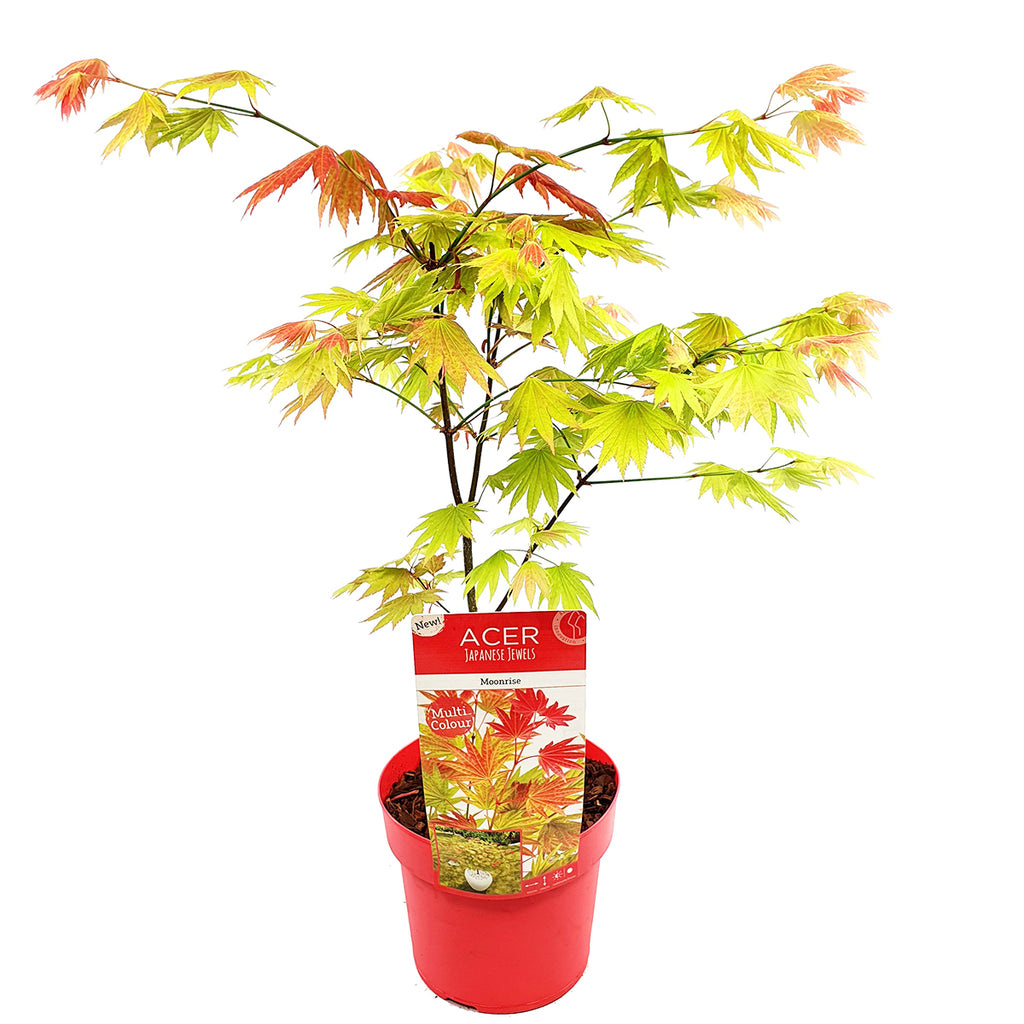 Érable Du Japon Moonrise – Plante D'Extérieur