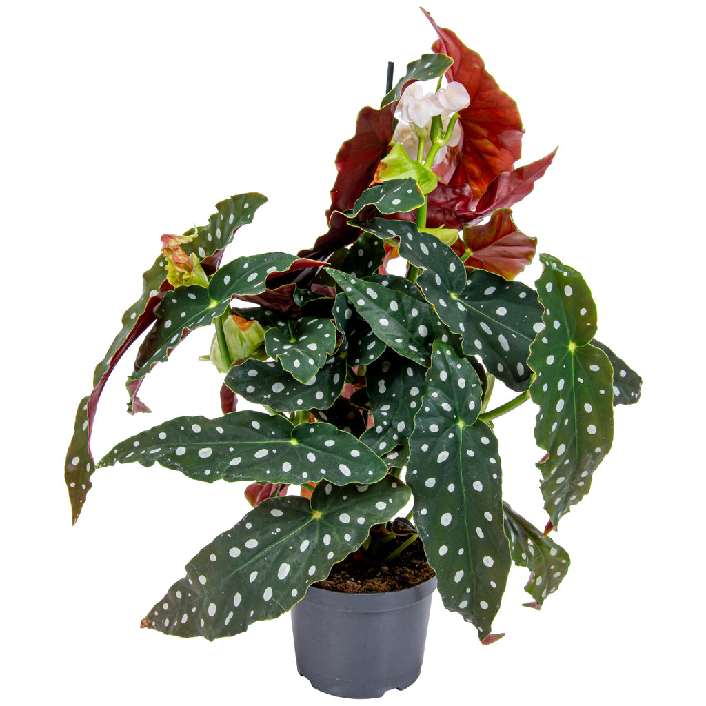Bégonia Wightii – Plante D'Intérieur