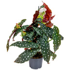 Bégonia Wightii – Plante D'Intérieur