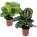 Lot De 2 Calathéa Médaillon Et Orbifolia – Plante D'Intérieur