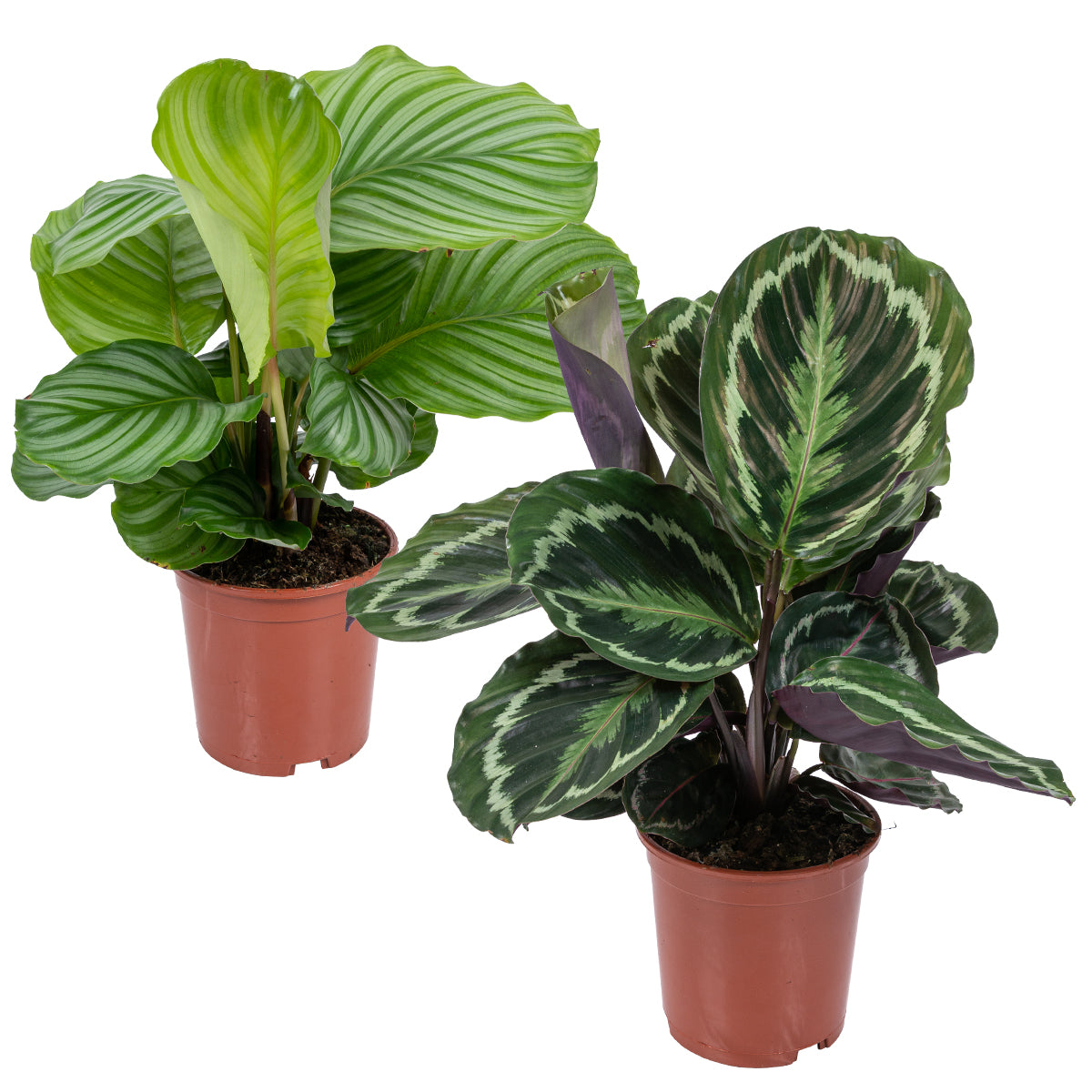 Lot De 2 Calathéa Médaillon Et Orbifolia – Plante D'Intérieur