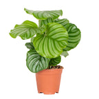 Calathéa Orbifolia – Plante D'Intérieur