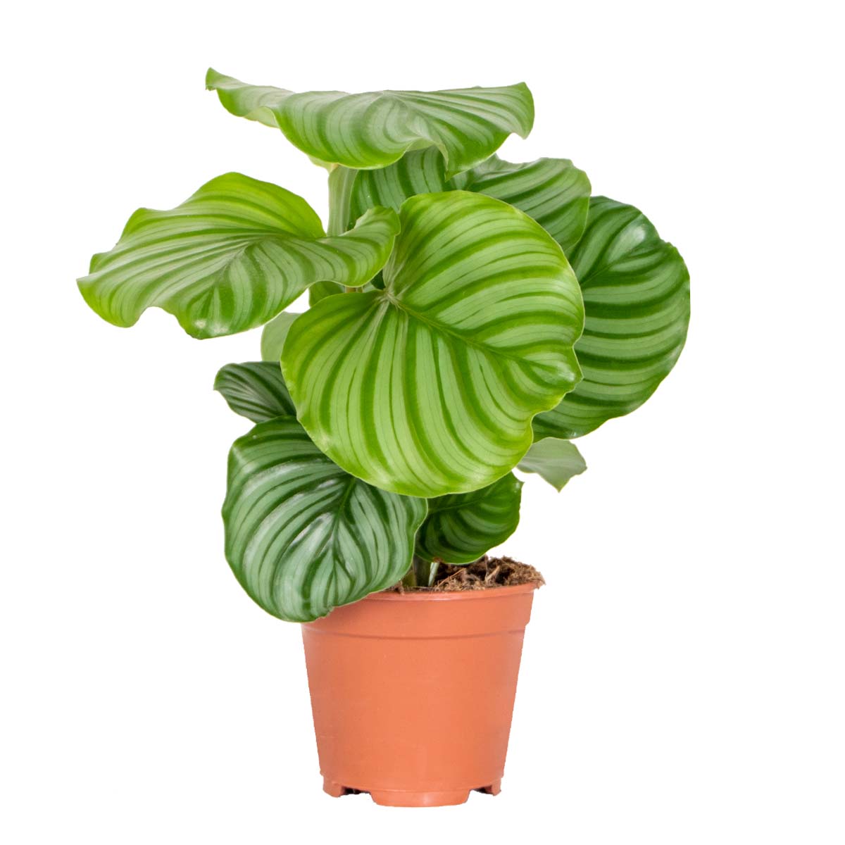 Calathéa Orbifolia – Plante D'Intérieur