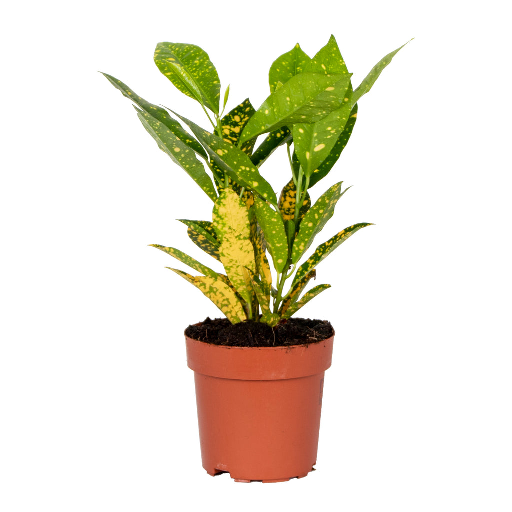 Codiaeum Sunny Star – Plante D'Intérieur
