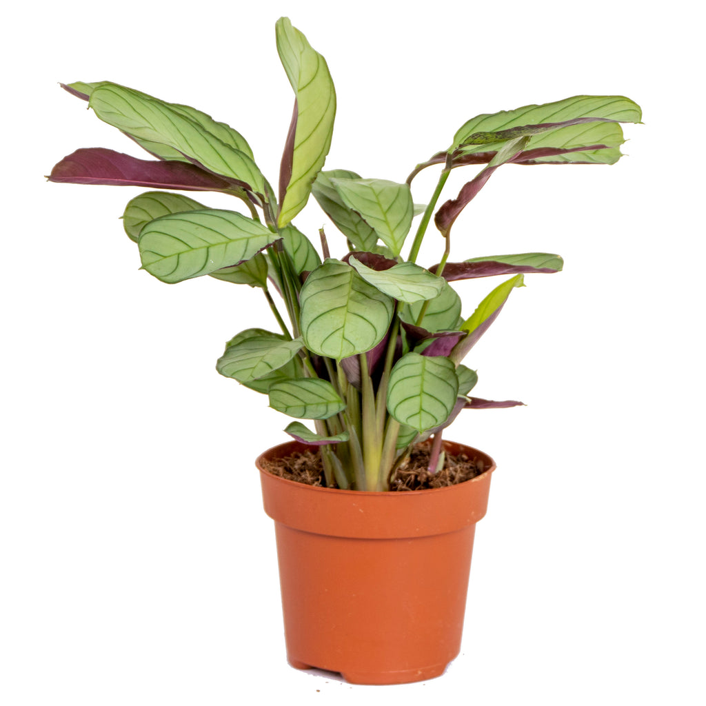 Ctenanthe Amagris – Plante D'Intérieur