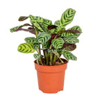 Ctenanthe Burle-Marxii – Plante D'Intérieur