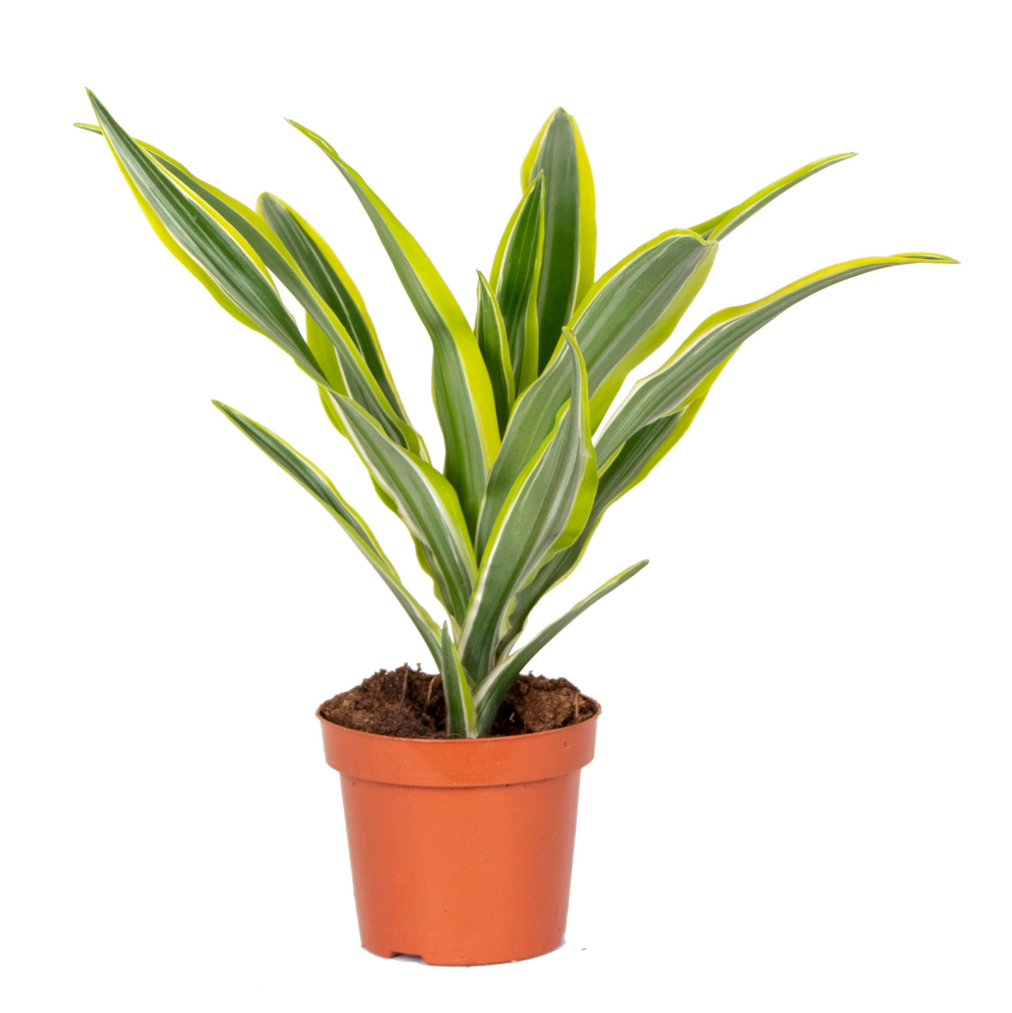 Dracaena Lemon Lime – Plante D'Intérieur