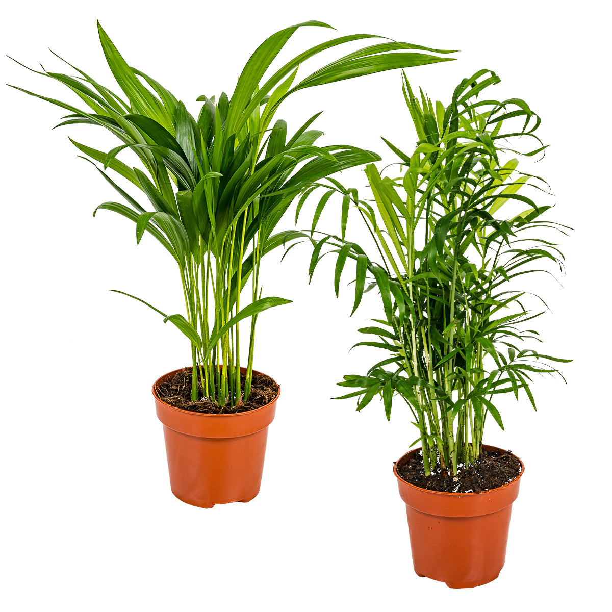 Mezcla de 2 palmeras de interior – Planta de interior