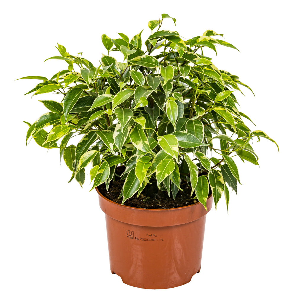 Ficus Benjamina Kinky – Plante D'Intérieur
