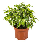 Ficus Benjamina Kinky – Plante D'Intérieur