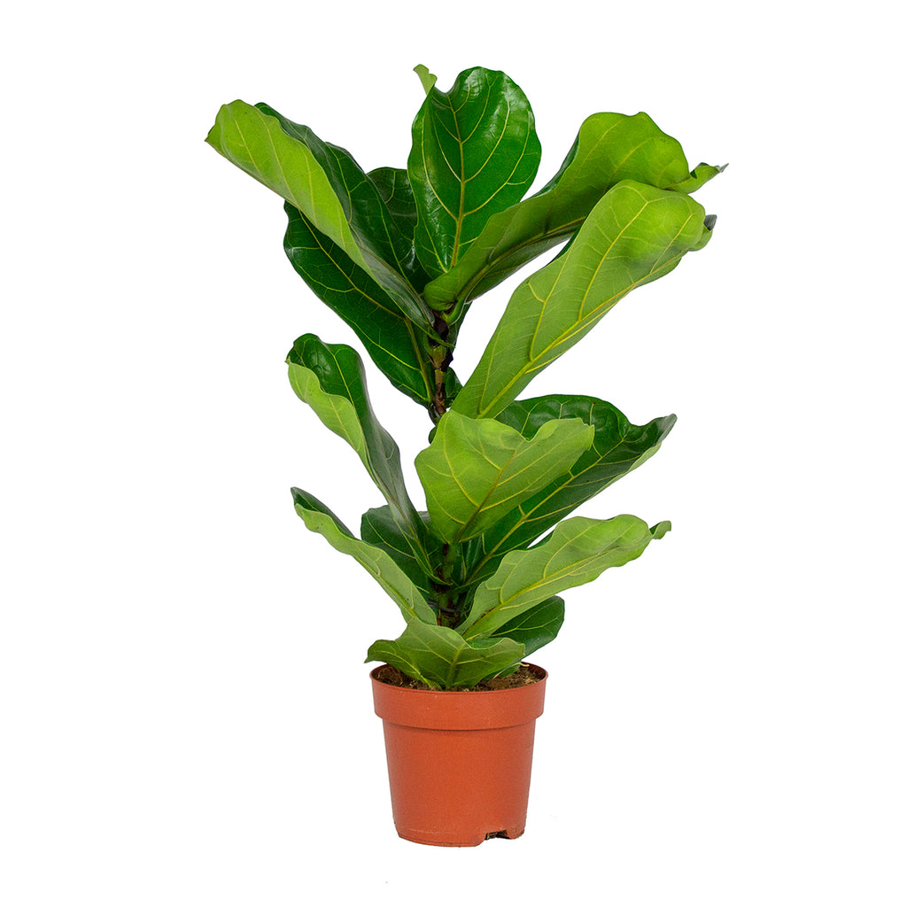 Ficus Lyrata – Plante D'Intérieur