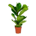 Ficus Lyrata – Plante D'Intérieur