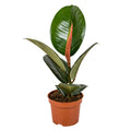 Ficus Robusta – Indoor Plant