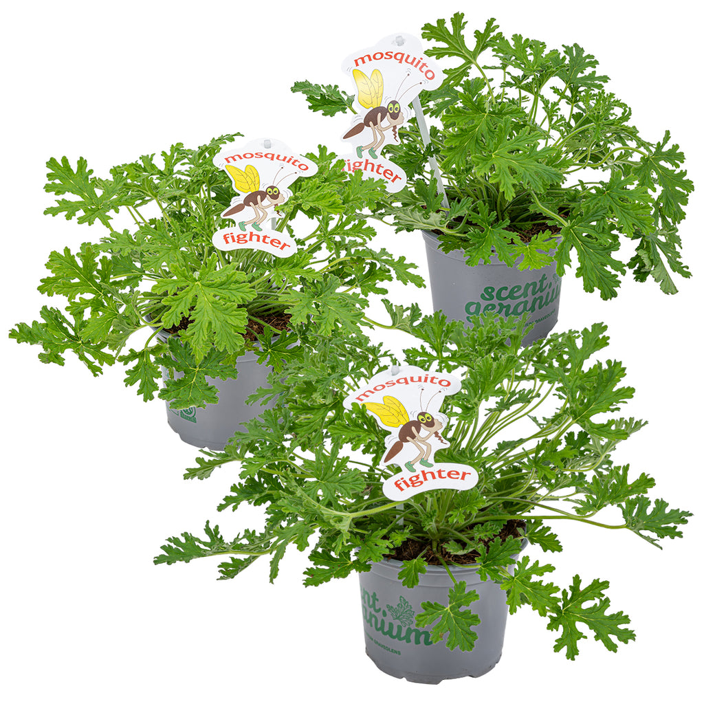 Mezcla de 3 geranios citronela – Planta de exterior