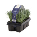 Lot De 6 Lavandes – Plante D'Extérieur