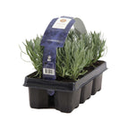 Lot De 6 Lavandes – Plante D'Extérieur