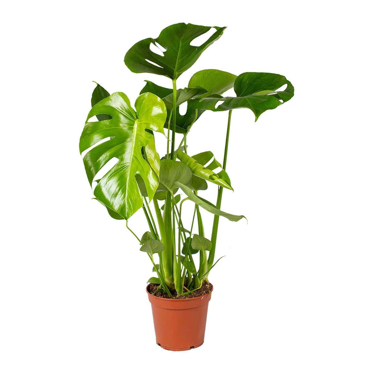 Monstera Deliciosa – Plante D'Intérieur