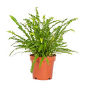 Nephrolepis Duffii – Plante D'Intérieur