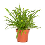 Nephrolepis Duffii – Plante D'Intérieur