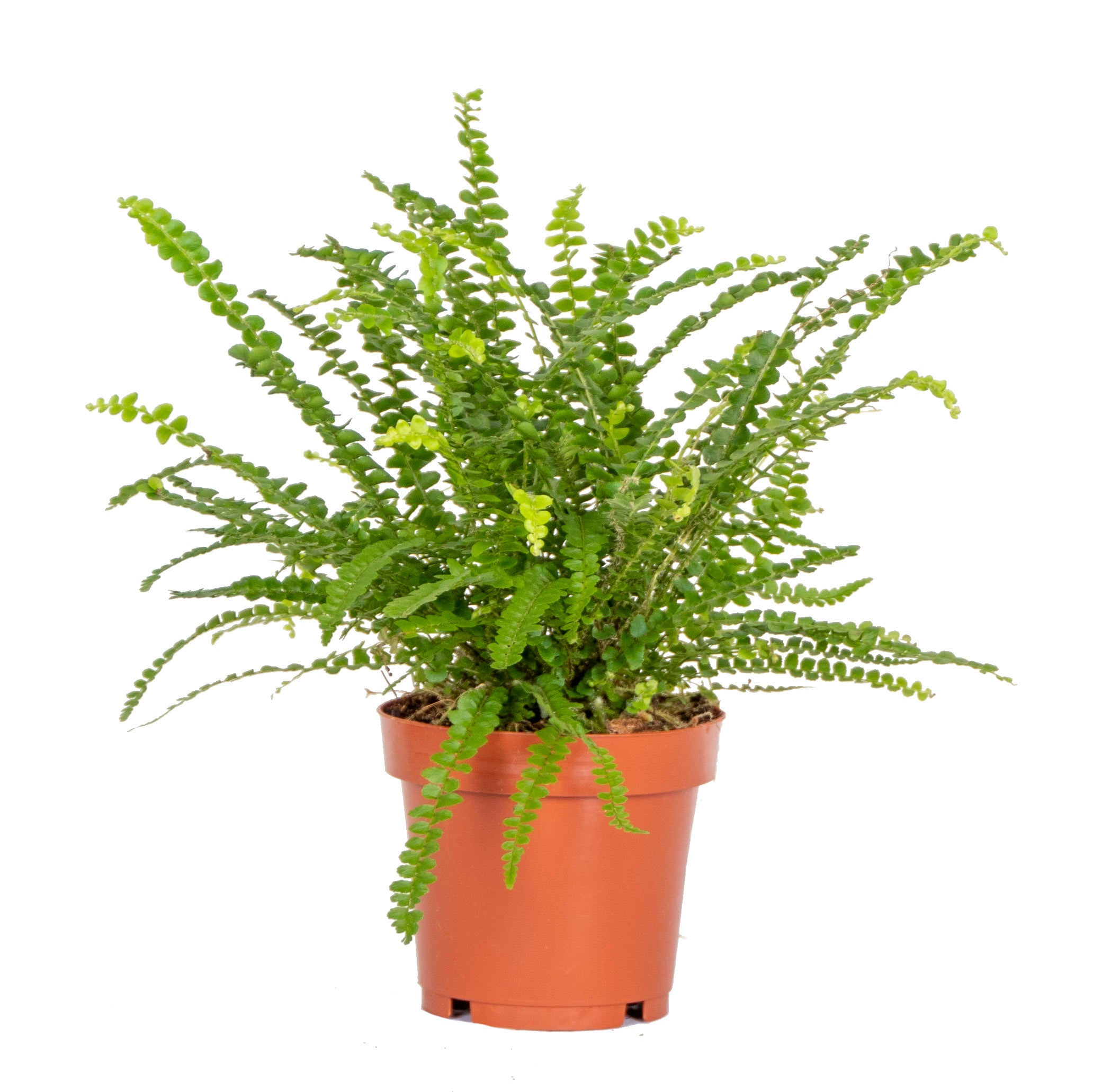 Nephrolepis Duffii – Plante D'Intérieur
