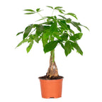 Pachira Money Tree – Indoor Plant