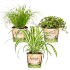 Mix of 3 Pet-Friendly Plants – Houseplant