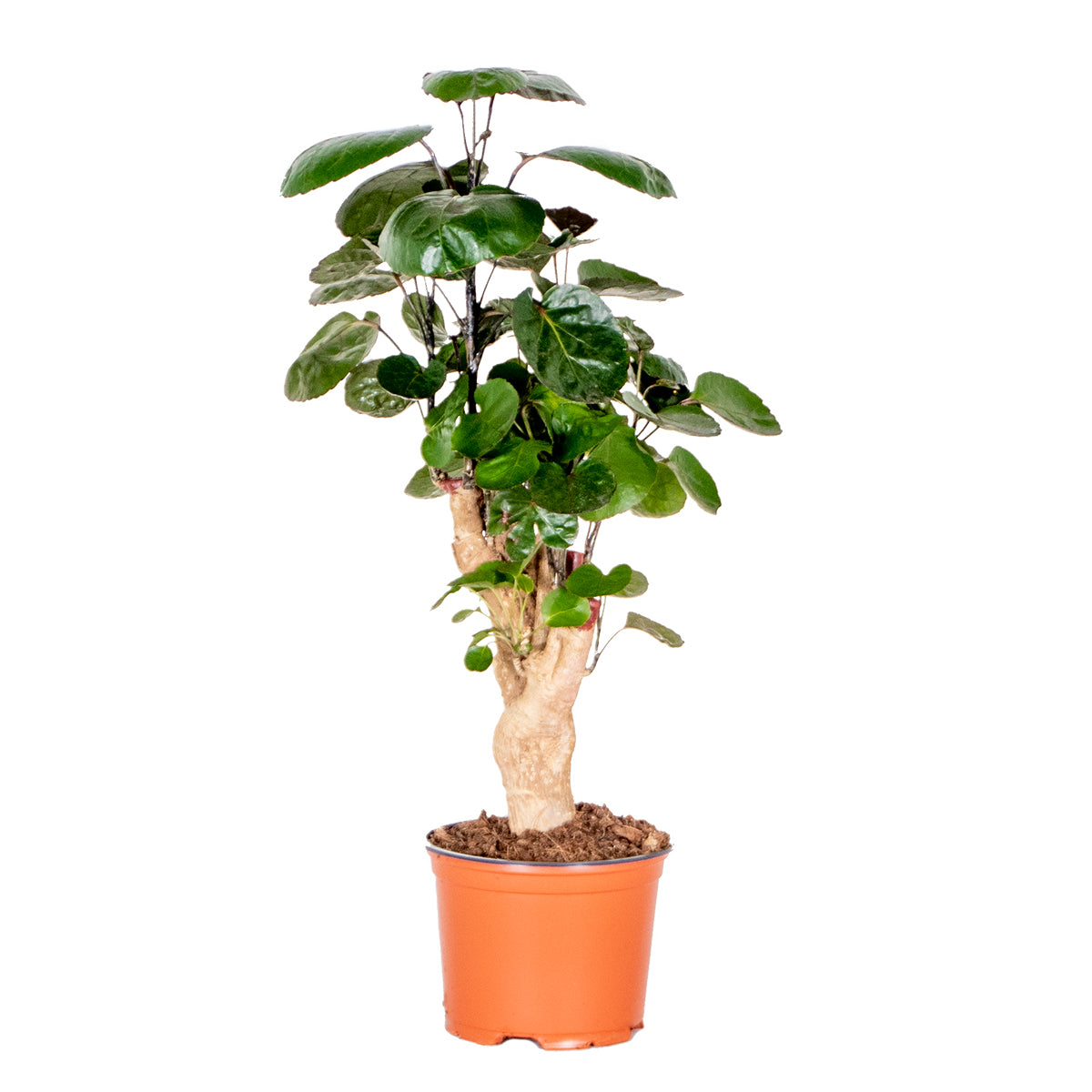 Polyscias Fabian – Houseplant