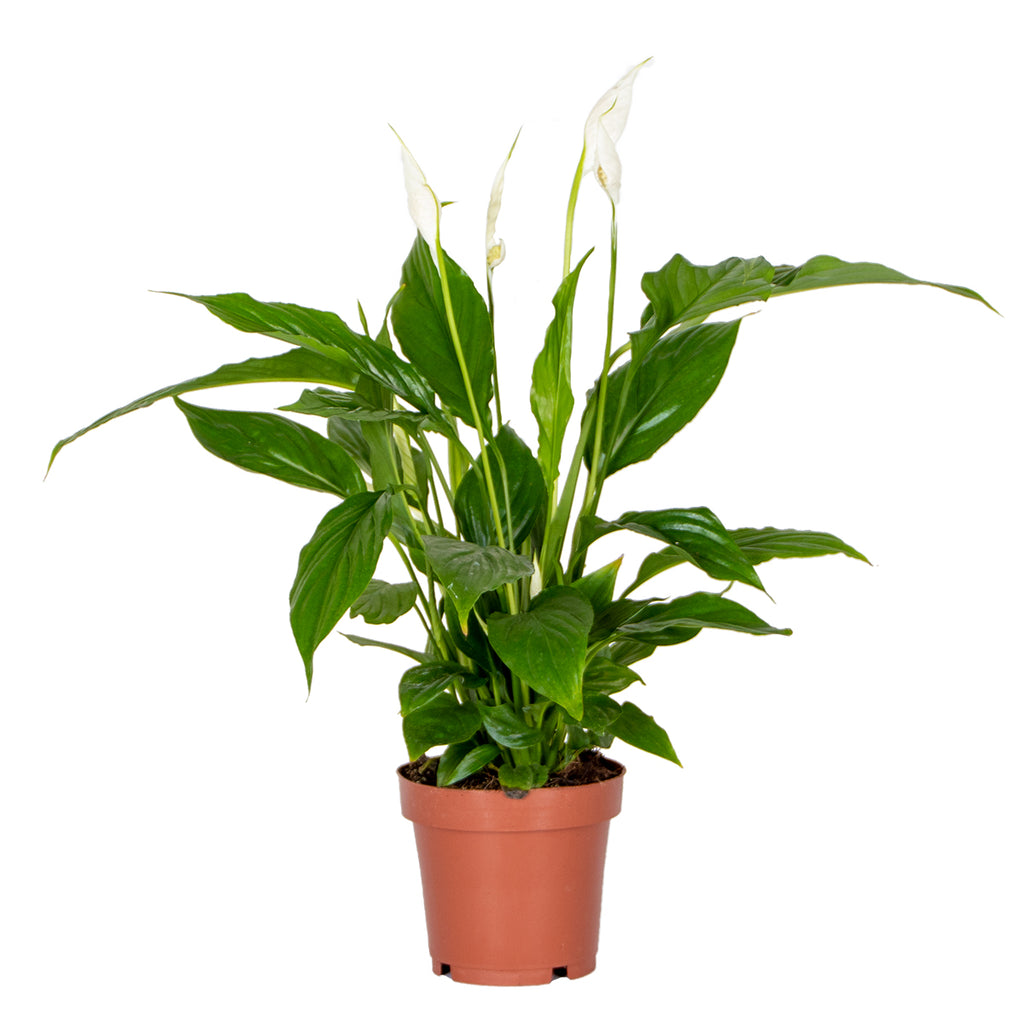 Espatifilo Torelli – Planta de interior