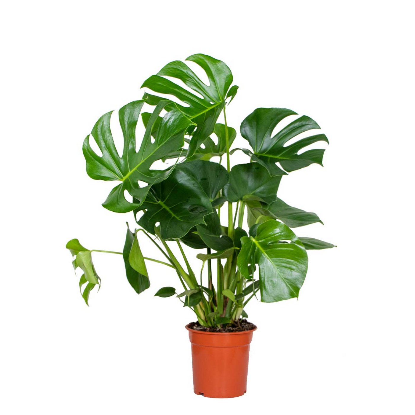 Monstera Deliciosa – Plante D'Intérieur