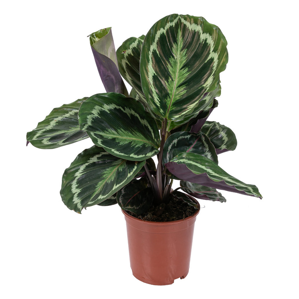 Calathéa Médaillon – Plante D'Intérieur