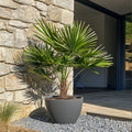 Chamaerops humilis – Planta de exterior