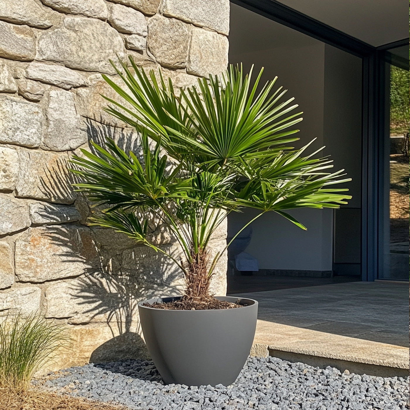 Chamaerops humilis – Planta de exterior