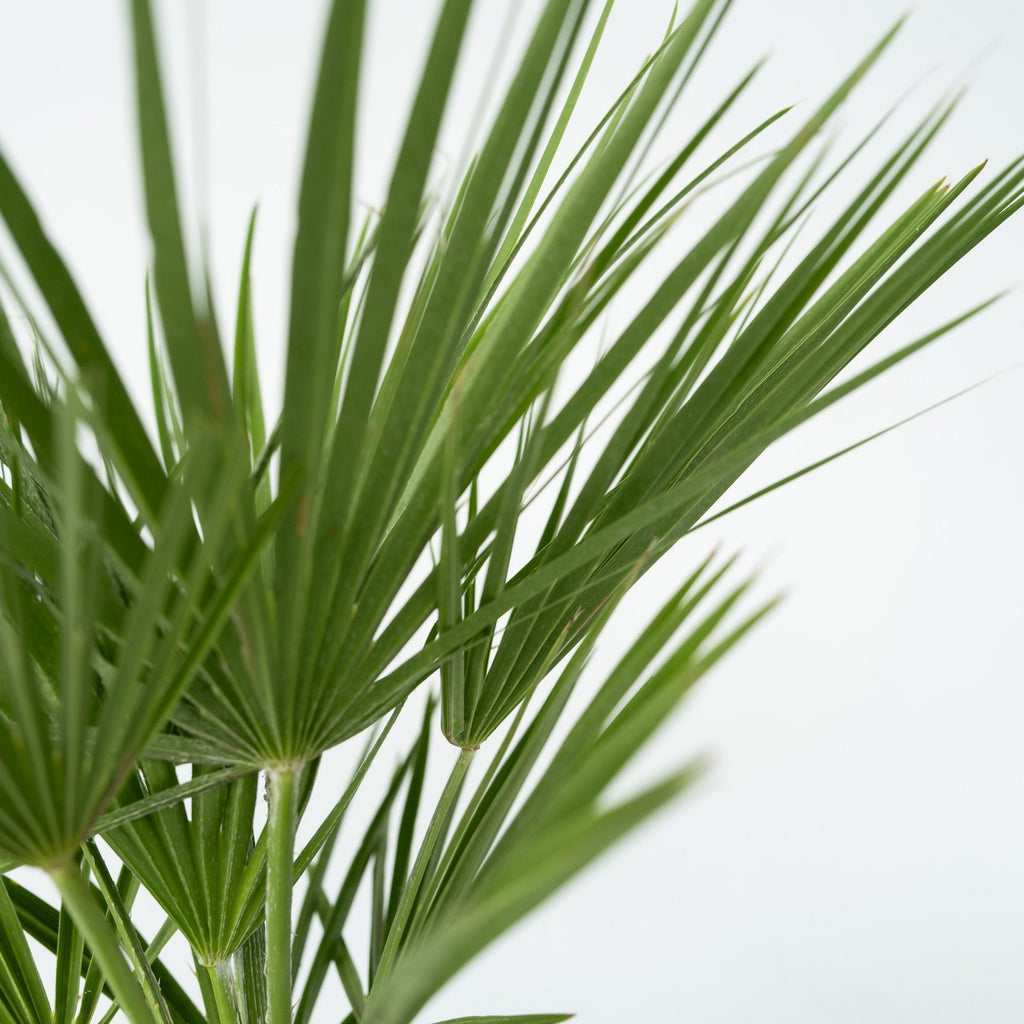 Chamaerops humilis – Planta de exterior