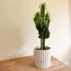 Euphorbe Cactus Cowboy – Plante D'Intérieur