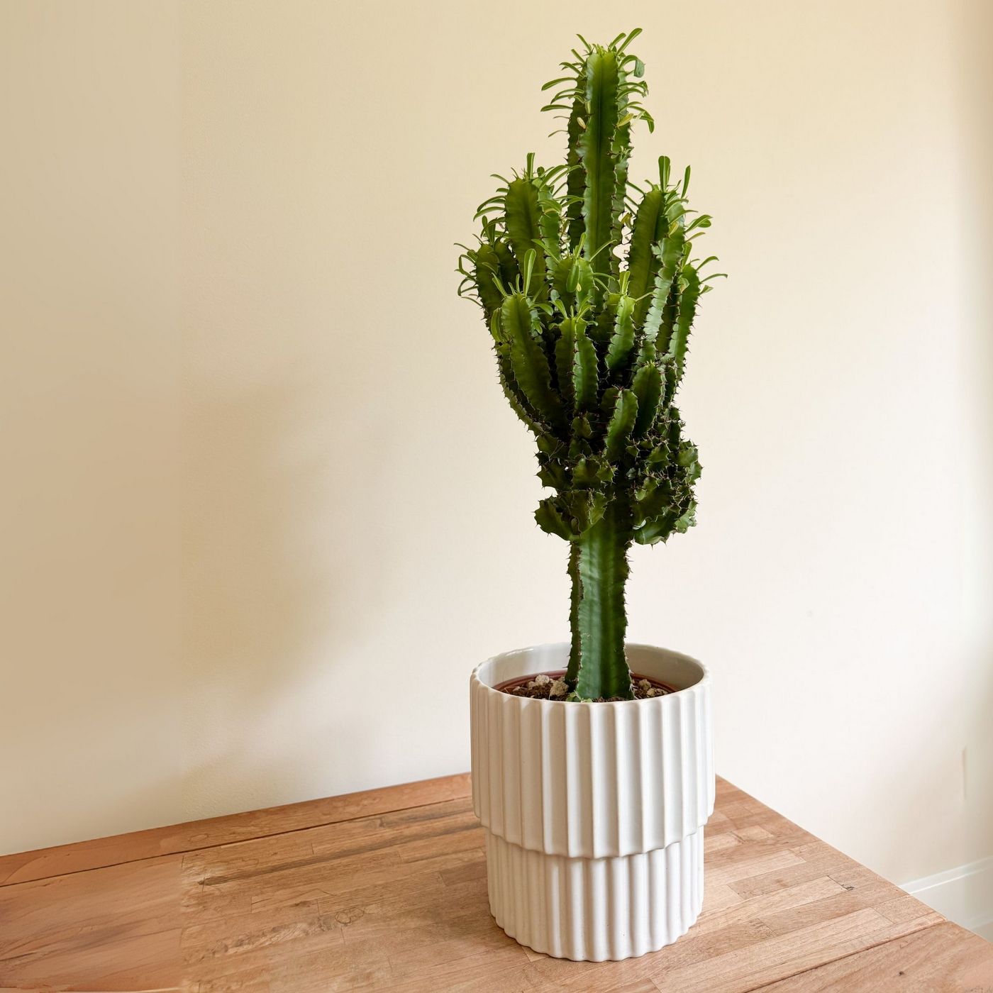 Euphorbe Cactus Cowboy – Plante D'Intérieur