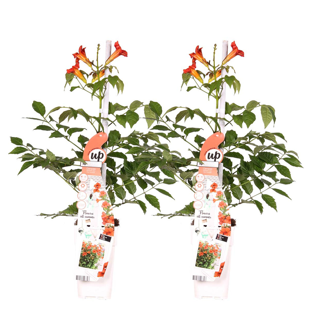 Set of 2 Trumpet Vines Summer Jazz Fire – Outdoor Plant