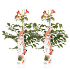 Set of 2 Trumpet Vines Summer Jazz Fire – Outdoor Plant