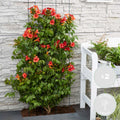 Set of 2 Trumpet Vines Summer Jazz Fire – Outdoor Plant