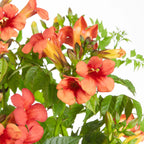 Set of 2 Trumpet Vines Summer Jazz Fire – Outdoor Plant
