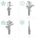 Lot De 2 Bignones Summer Jazz Gold – Plante D'Extérieur